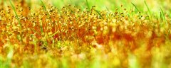 葫芦藓有根茎叶的分化吗