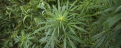 我国严禁非法种植的植物是什么
