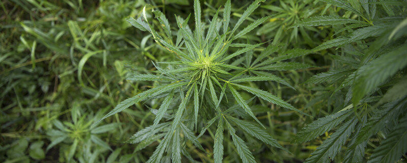 我国严禁非法种植的植物是什么 我国严禁非法种植的植物是什么