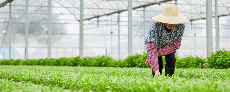 茼蒿几天发芽出苗 茼蒿几天发芽出苗