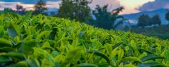 茶园除草用什么除草剂