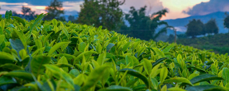 茶园除草用什么除草剂 茶园除草用什么除草剂