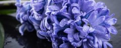 水培风信子开花后第二年还能养吗