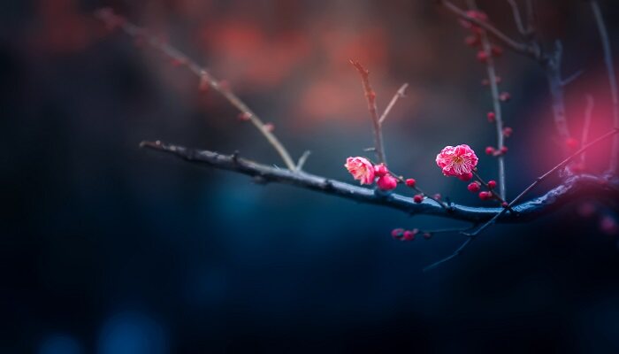 梅花的生长特性 梅花的生长特性