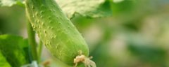 黄瓜种子怎么种植方法