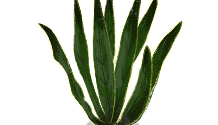 虎皮兰10月份能换盆吗