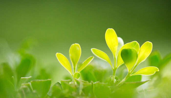 孔雀竹芋冬天叶子卷边怎么办 孔雀竹芋冬天叶子卷边怎么办