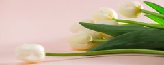 郁金香鲜花水养可以活多久