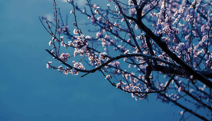 梅花特点 梅花特点