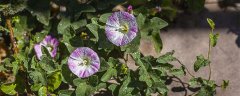 2021新会紫花风铃木开花了吗