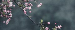 海棠花冬天怎么养要注意什么