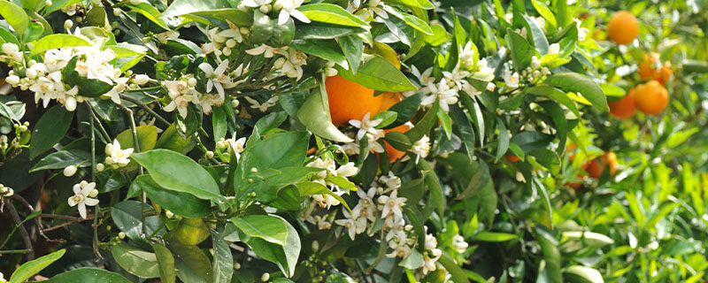 橙花是什么味道 橙花是什么味道