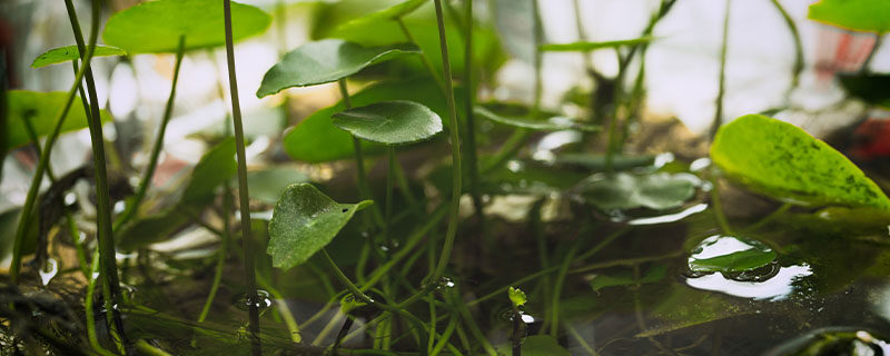 铜钱草开过花以后需要处理吗 铜钱草开过花以后需要处理吗