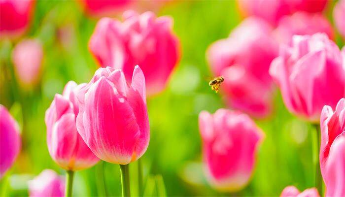 郁金香白天开花晚上合上吗 郁金香白天开花晚上合上吗