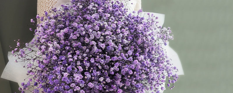满天星的花语是什么 满天星的花语是什么