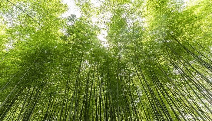 淡竹叶和竹叶的区别 淡竹叶和竹叶的区别