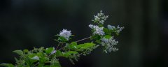 九里香是招阴树吗