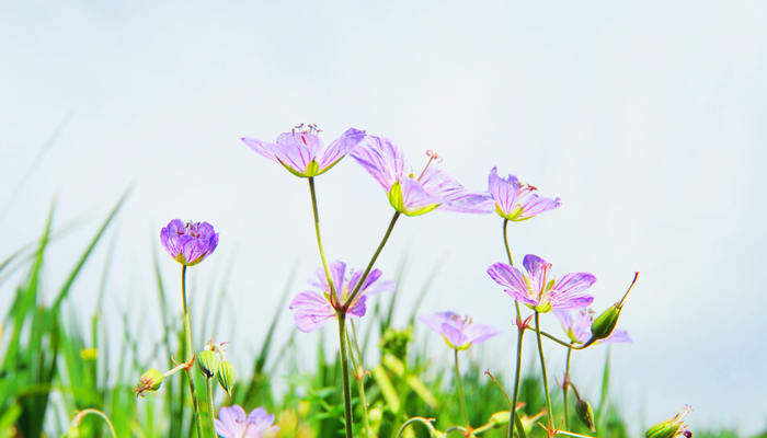 玛格丽特什么时候开花 玛格丽特什么时候开花