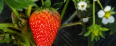 草莓属于裸子还是被子植物