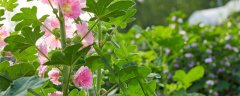 蜀葵花语象征着什么