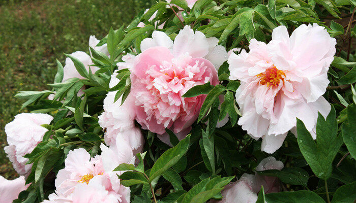 月季花10月份开花吗 月季花10月份开花吗