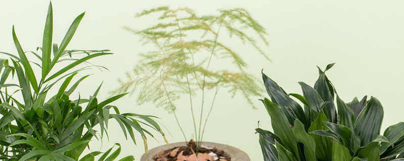 文竹数据是什么