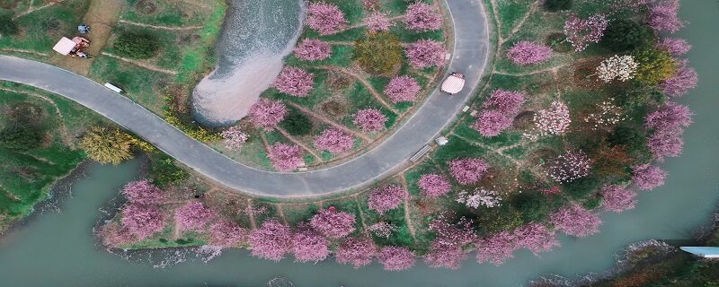 秋天种什么花容易成活 秋天种什么花容易成活