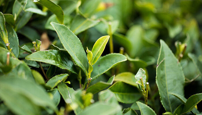 油茶种植管理技术 油茶种植管理技术
