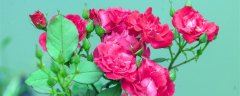 月季花嫁接在什么树桩上可以成活