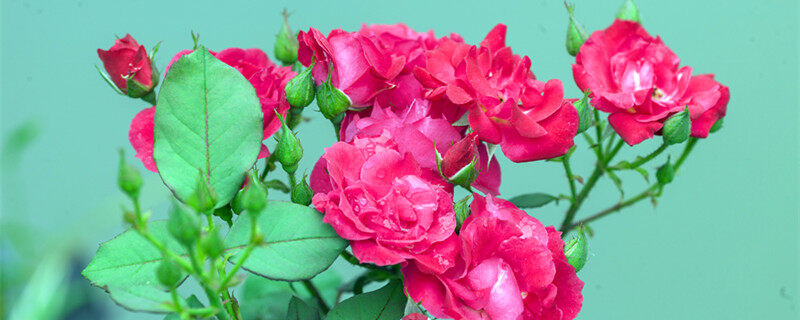 月季花嫁接在什么树桩上可以成活 月季花嫁接在什么树桩上可以成活