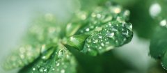 四叶草代表友情还是爱情