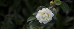 怎样养殖山茶花