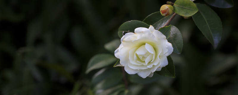 怎样养殖山茶花 怎样养殖山茶花