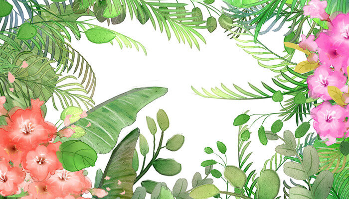 菩提是什么植物的果实 菩提是什么植物的果实