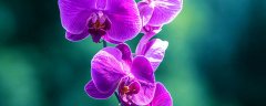 兰花夏季如何浇水