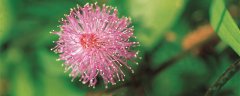 粉红花儿似绒球轻轻一碰就低头是什么花