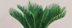 铁树是什么植物