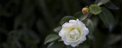 白玉兰的寓意和花语