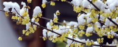 金黄的腊梅花还是蜡梅花
