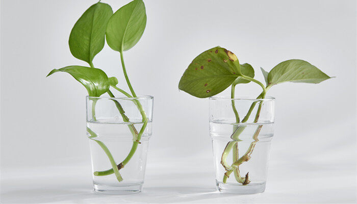 室内观叶植物常见的有哪些 室内观叶植物常见的有哪些