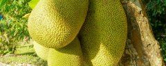 菠萝蜜怎么种植方法