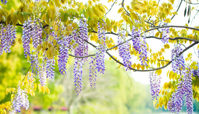 月上柳梢花自芳,打一花卉名 月上柳梢花自芳,打一花卉名