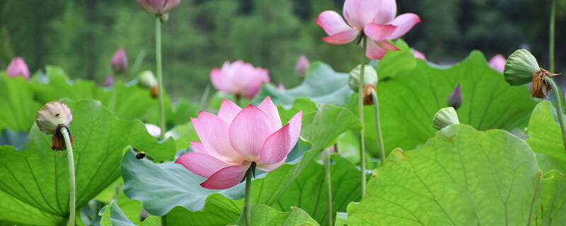 睡莲的叶子为什么变黑 睡莲的叶子为什么变黑