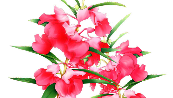 凤仙花的种子叫什么名字 凤仙花的种子叫什么名字
