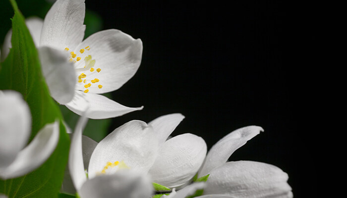 茉莉花如何养 茉莉花如何养