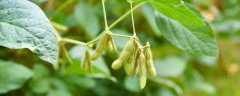 中黄13大豆种产品介绍