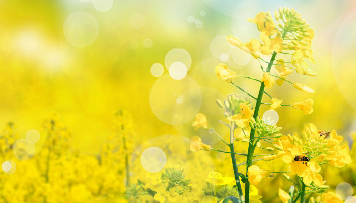 凤仙花不开花什么原因 凤仙花不开花什么原因