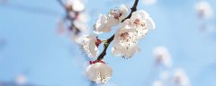 十二花神是什么花