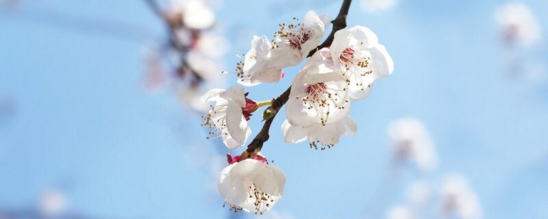 十二花神是什么花 十二花神是什么花