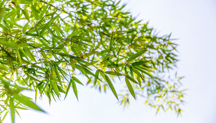 水竹叶子发黄怎么补救 水竹叶子发黄怎么补救